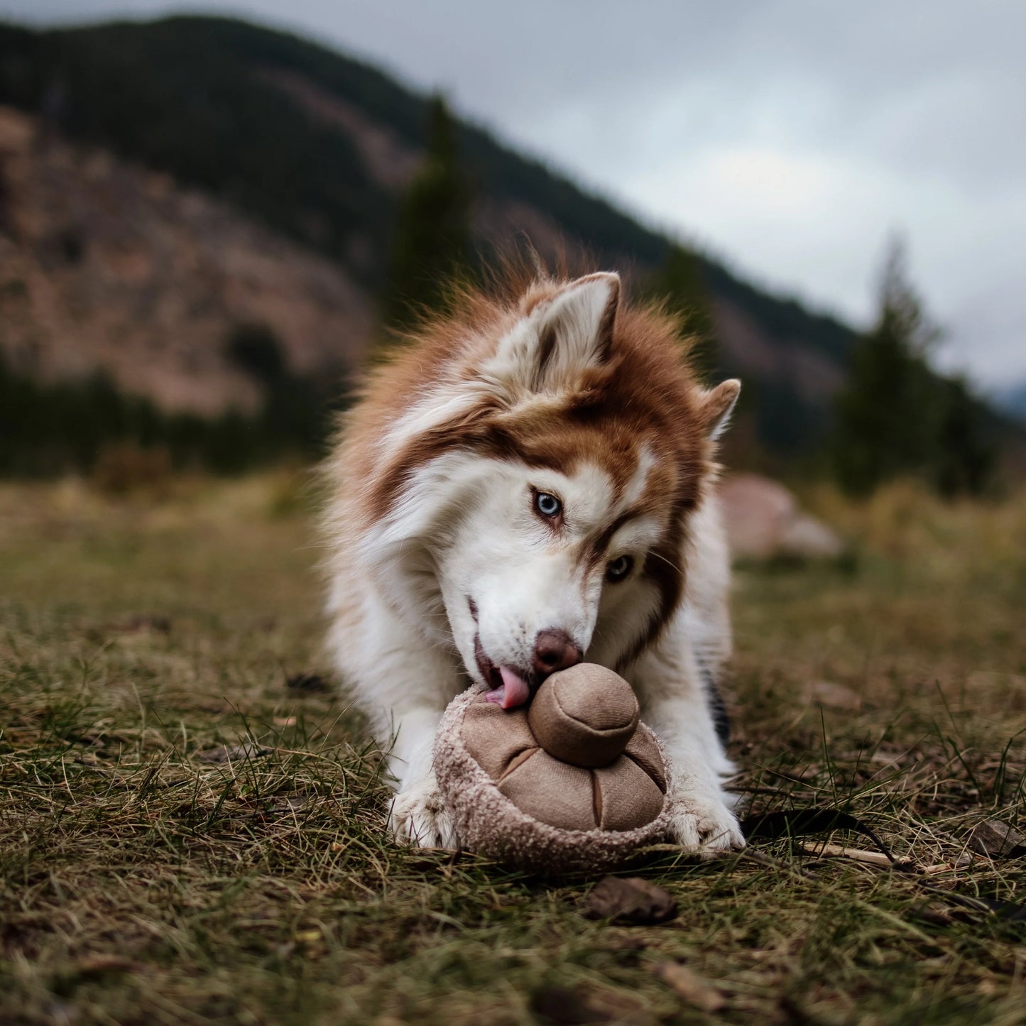 Lambwolf Guu Mushroom | Snuffle Squeaky Toy