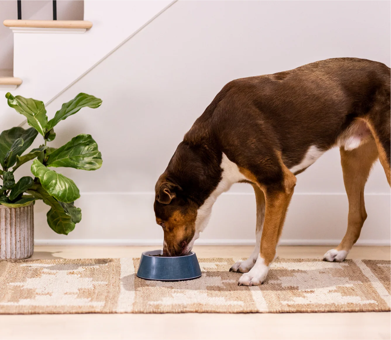 Beef Ancient Grain Kibble