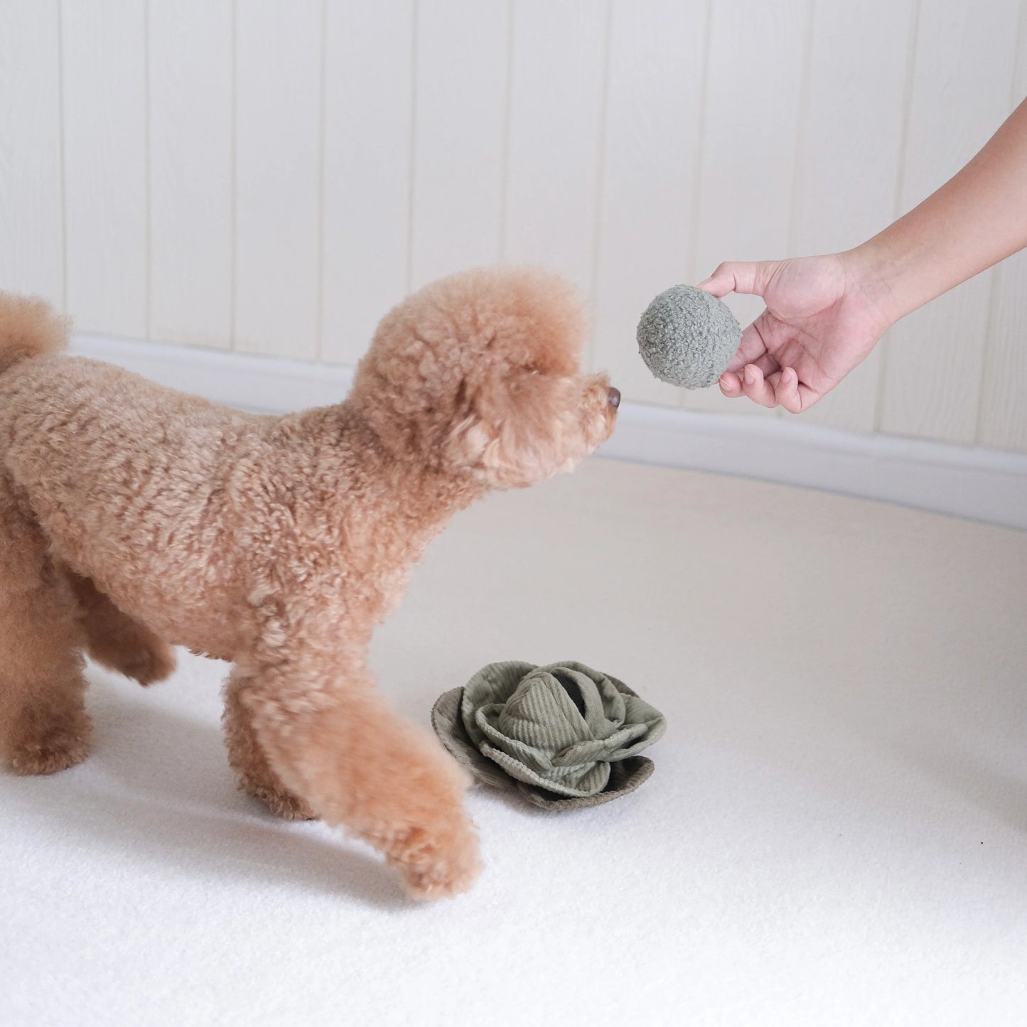 Lambwolf Cabbage Pop | Bouncy Snuffle Crinkle Toy