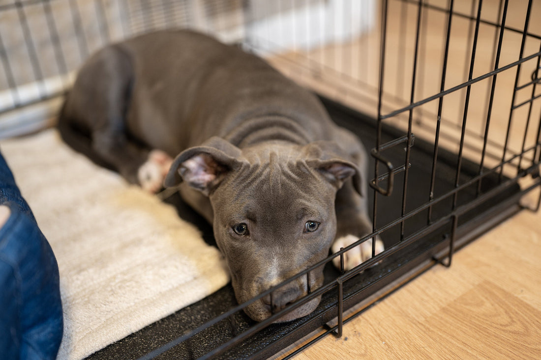 Crate Training Is Essential