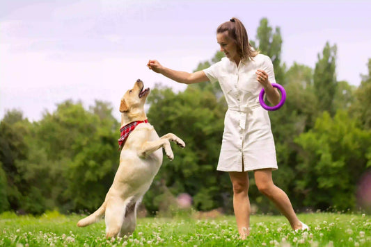 Selecting a Dog Trainer
