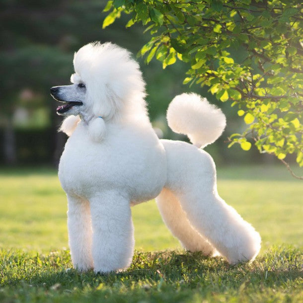 Standard Poodles