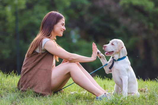 Welcome to life with dogs