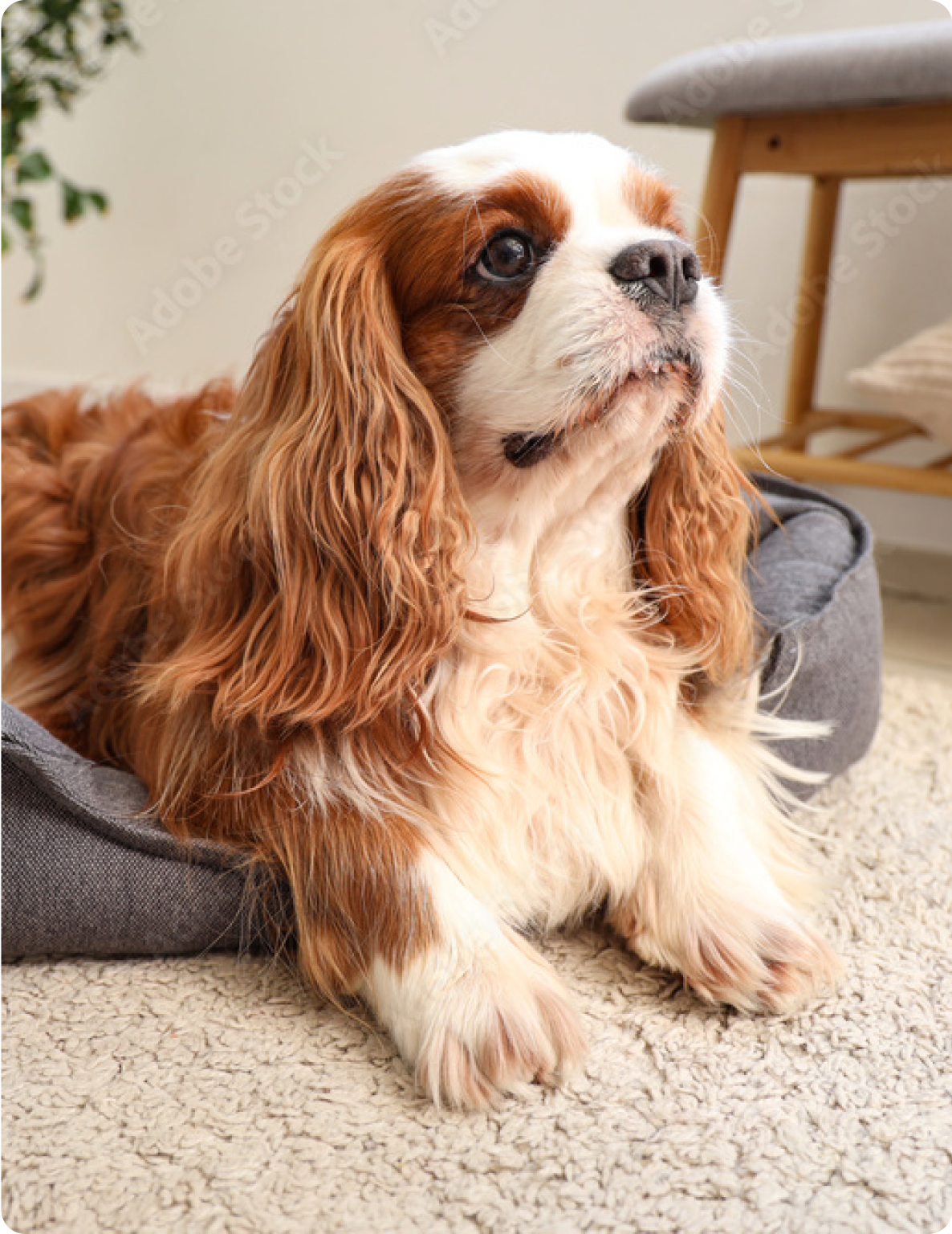 Beds, Mats & Blankets