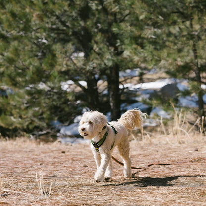 Rubber Grip Reflective Leash