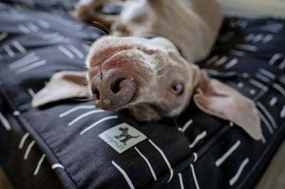 Dreams Dog Duvet