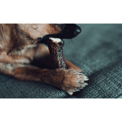 Elk Antler Dog Chew