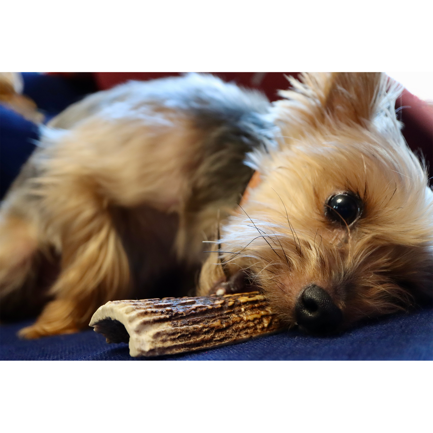 Elk Antler Dog Chew