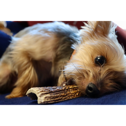 Elk Antler Dog Chew