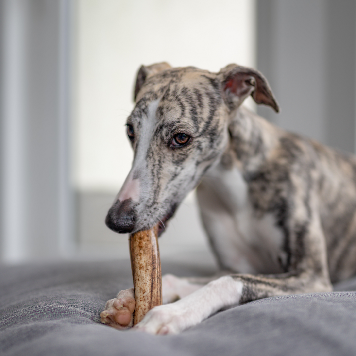 Elk Antler Dog Chew