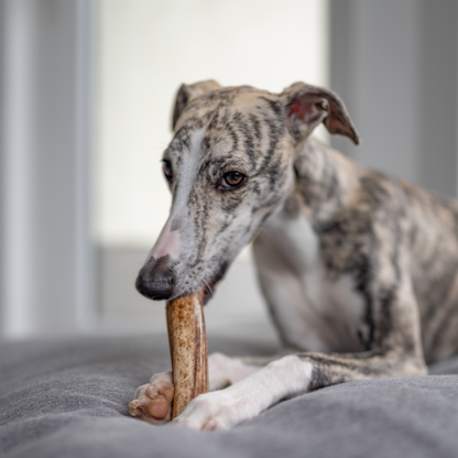 Elk Antler Dog Chew