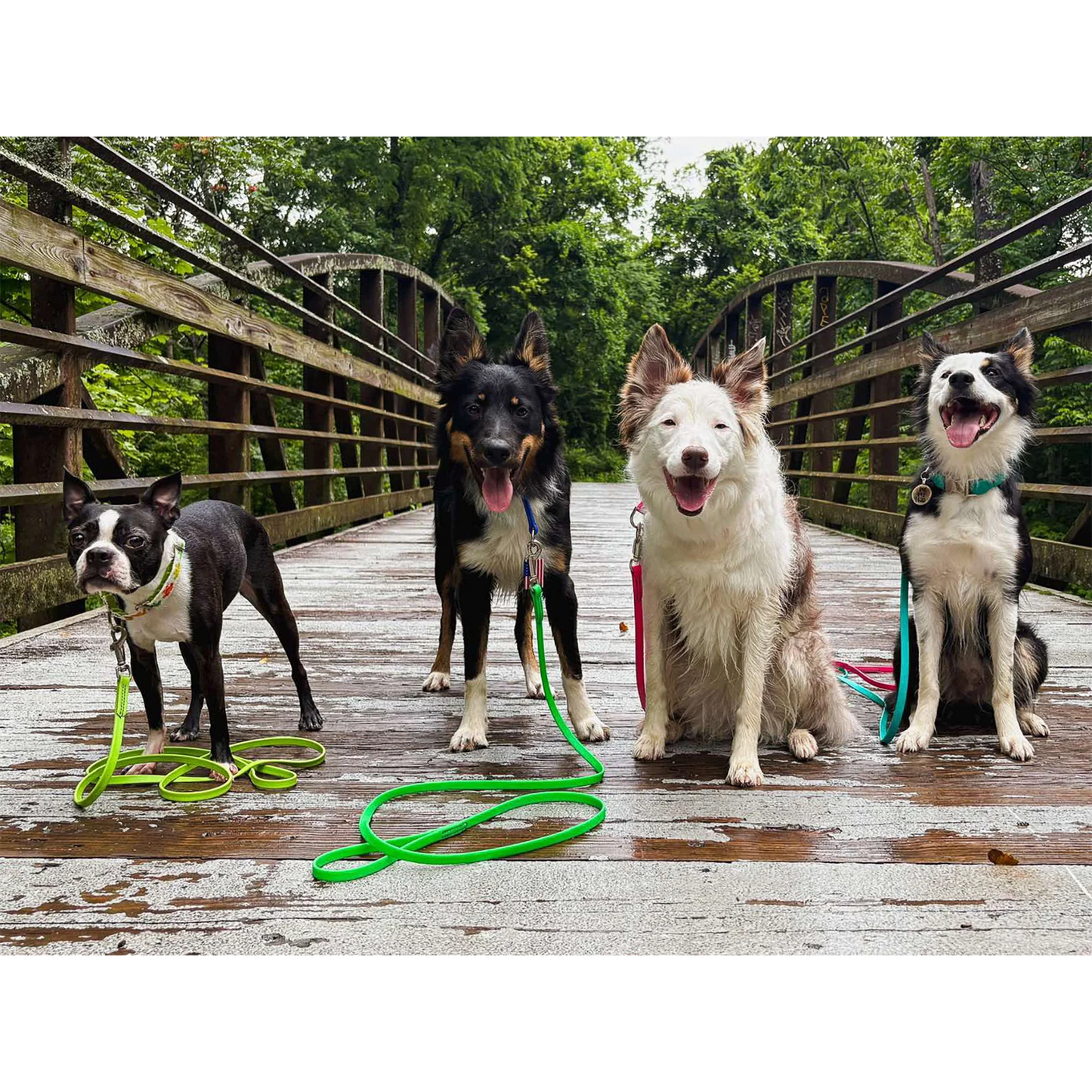BioThane Snap Leash (6')
