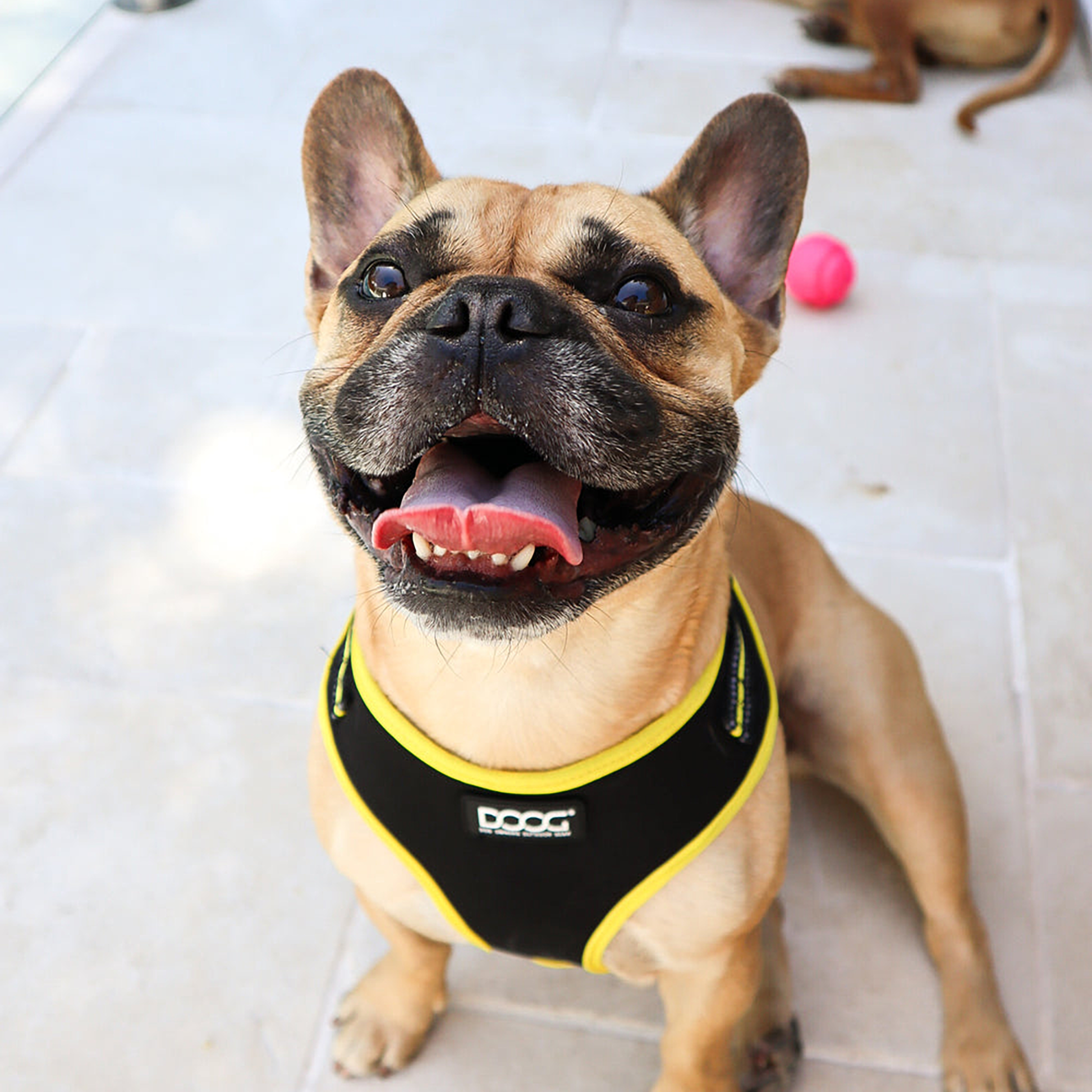 Bolt