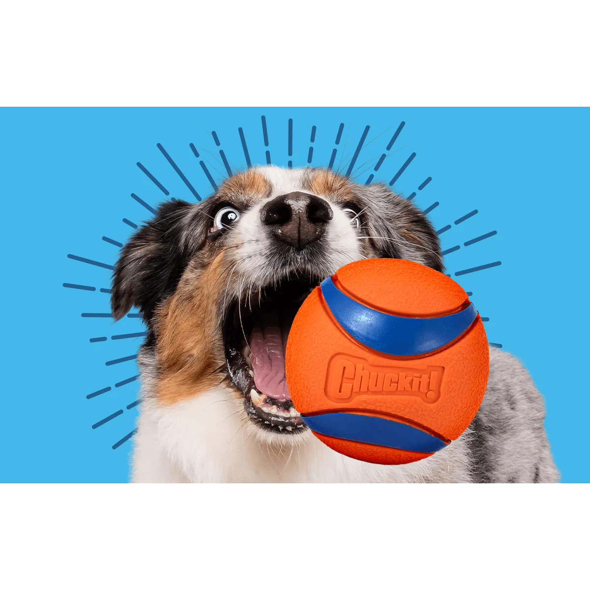 Chuckit! Medium Ball 2-Pack