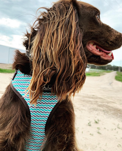 Benji