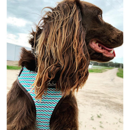 Benji
