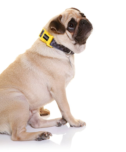 DOOG® Neoprene Dog Collar