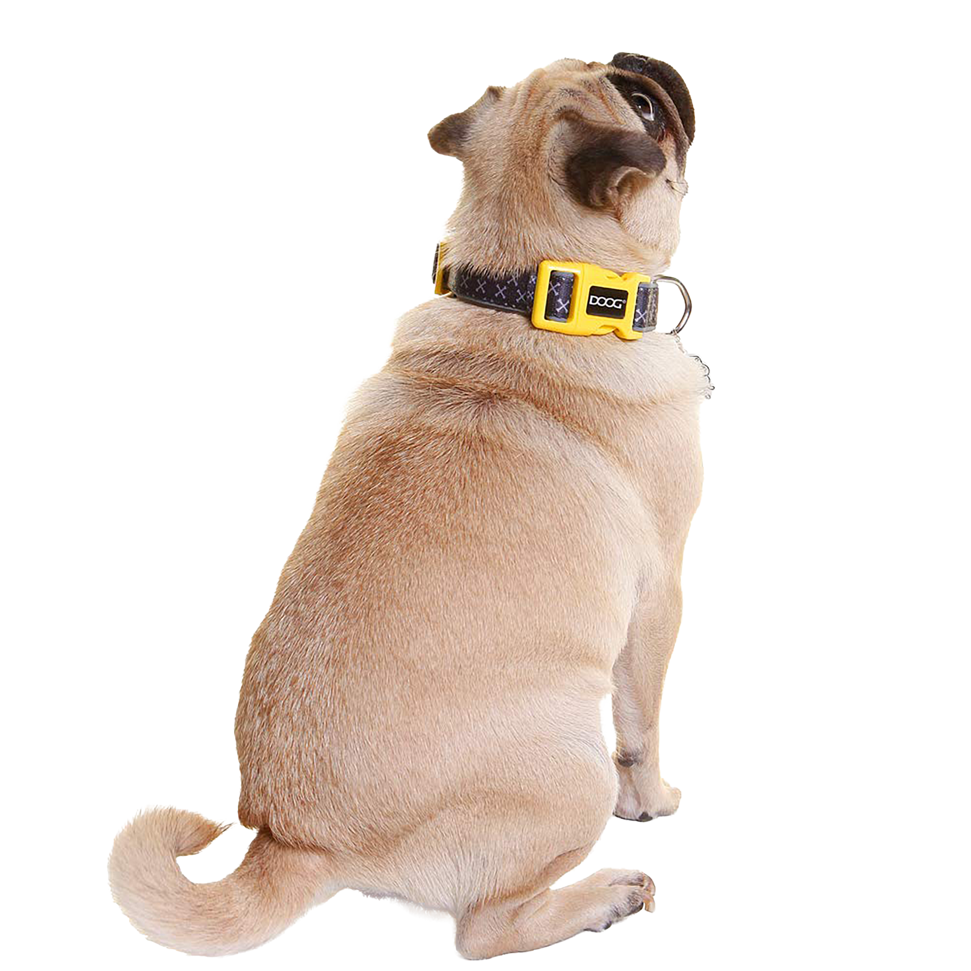 Odie