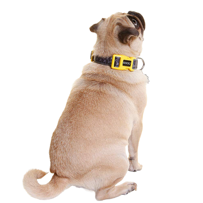 Odie
