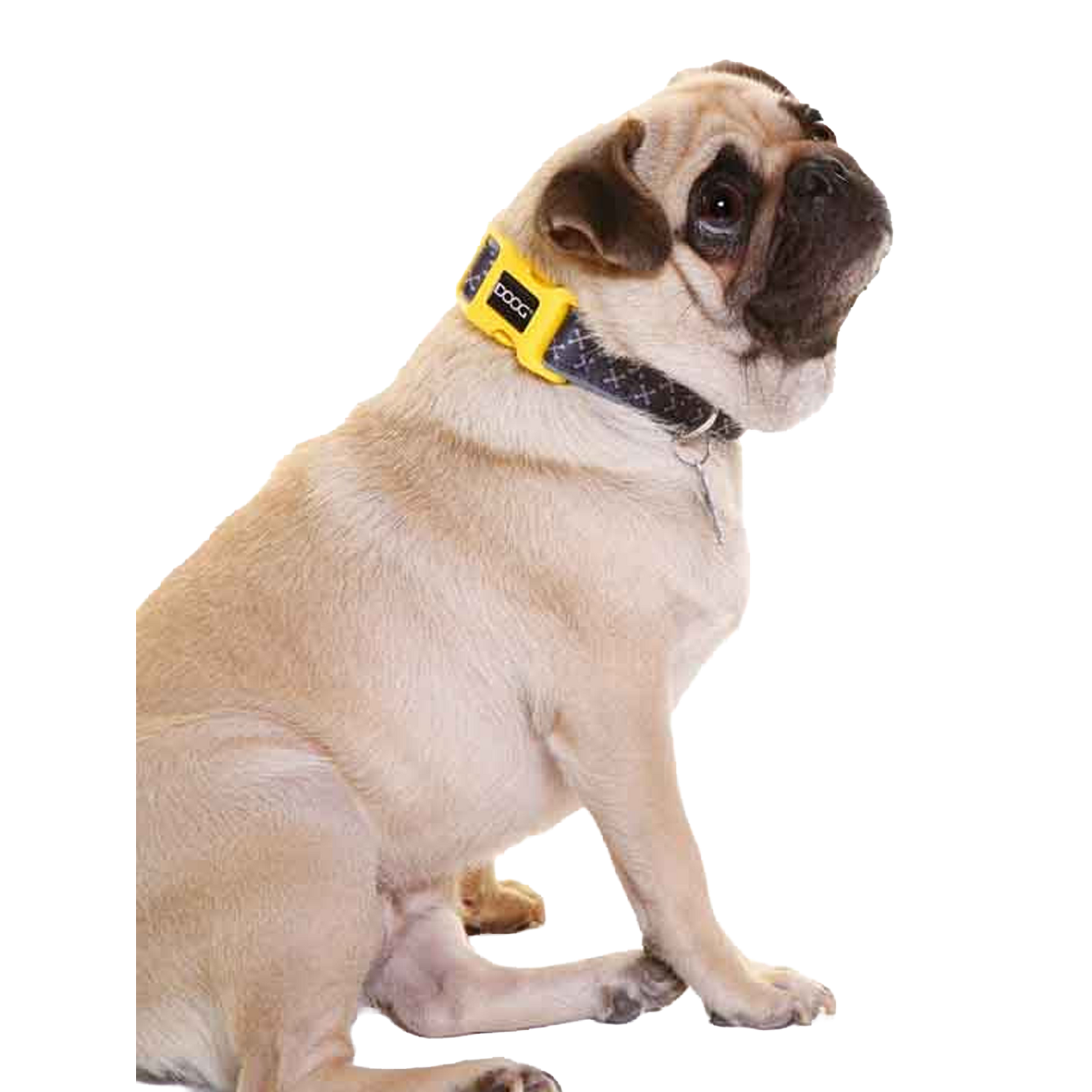 Odie