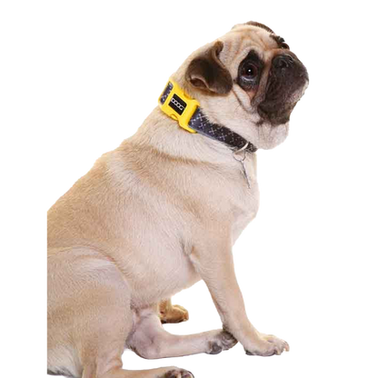 Odie