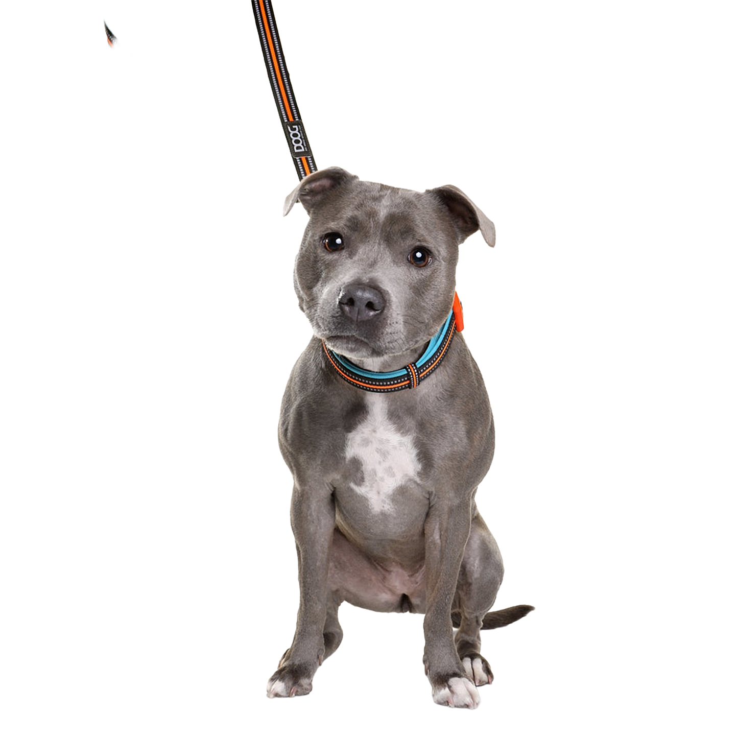 Neoprene Dog Leash