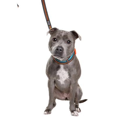 Neoprene Dog Leash
