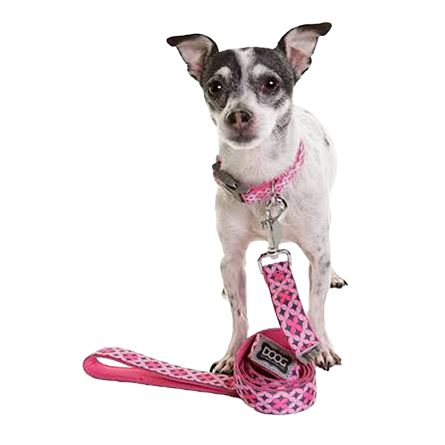 Toto