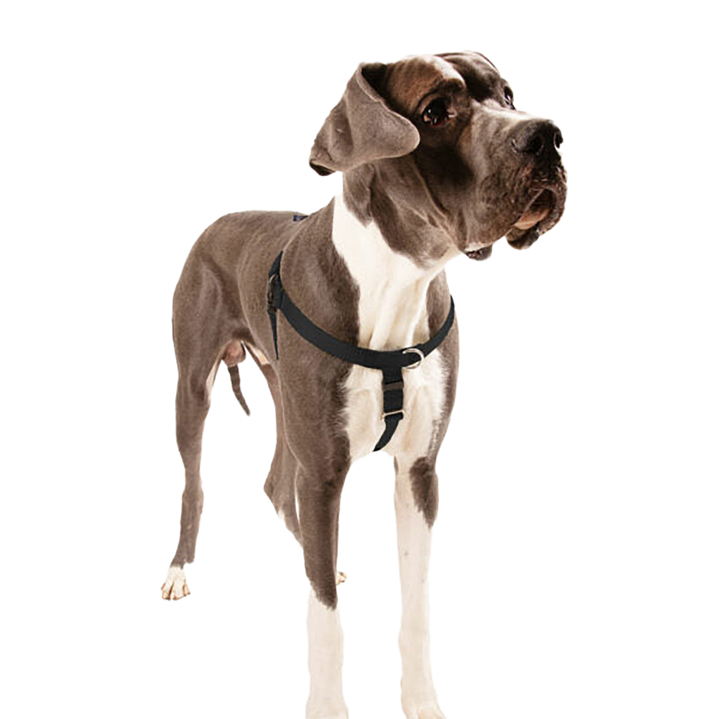 2 Hounds Design Freedom No-Pull Harness