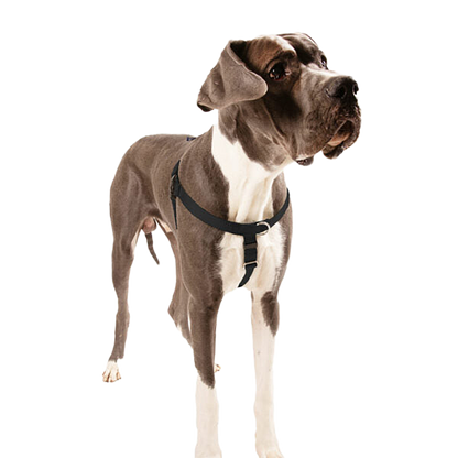 2 Hounds Design Freedom No-Pull Harness