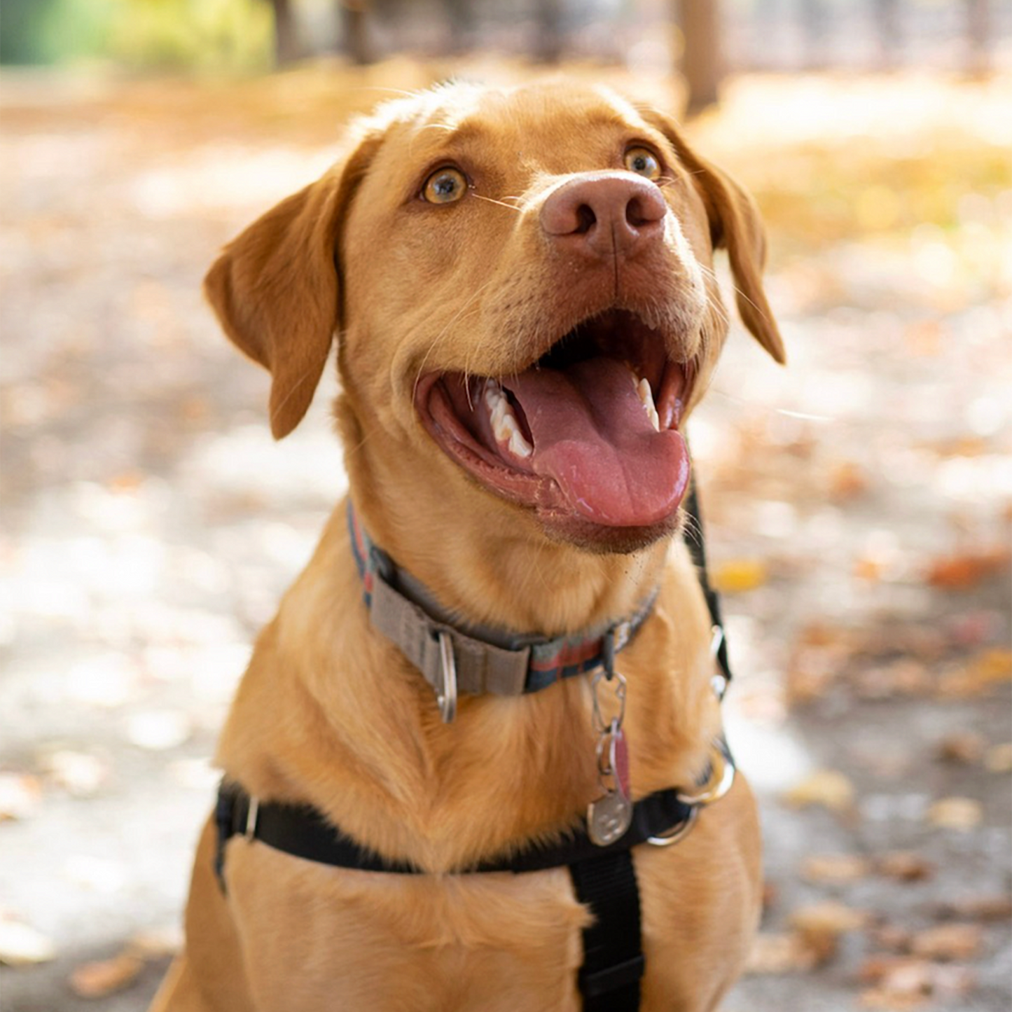 2 Hounds Design Freedom No-Pull Harness