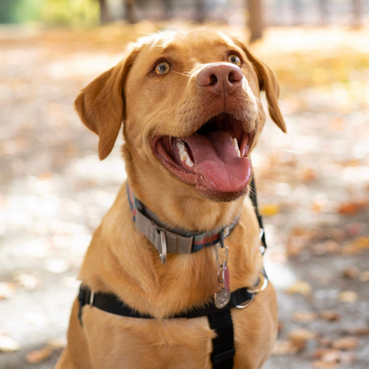 2 Hounds Design Freedom No-Pull Harness