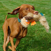 X-Brace™ Drake Duck Plush Dog Toy