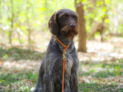 English Bridle Leather Stitched Snap Leash (6')