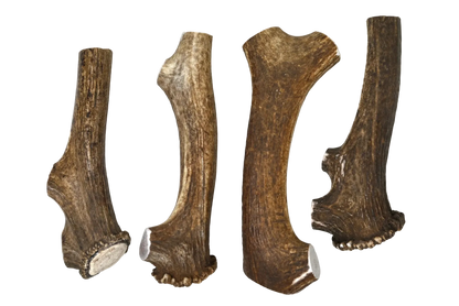 Elk Antler Dog Chew