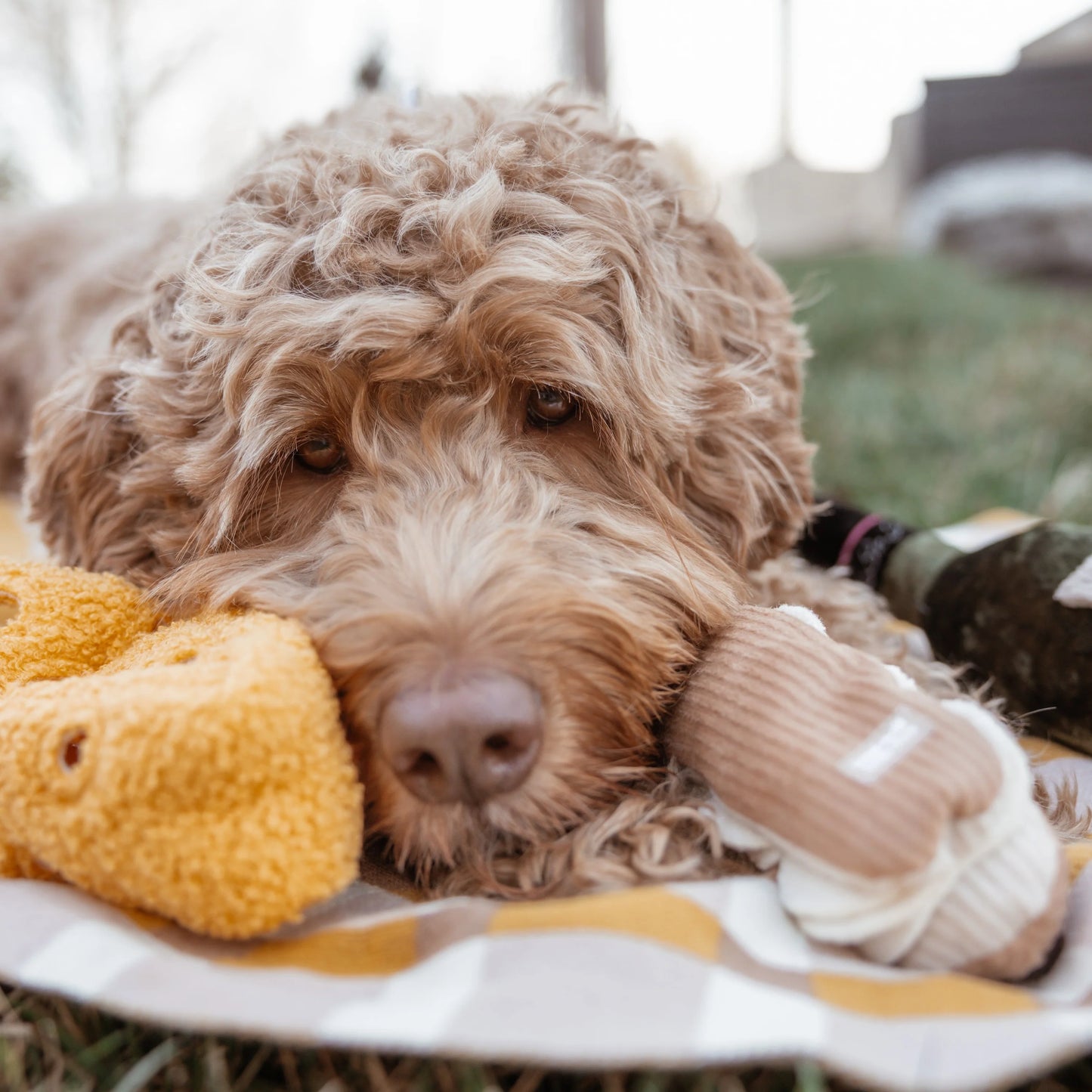 Lambwolf Fromage Cheese | Snuffle & Crinkle Toy