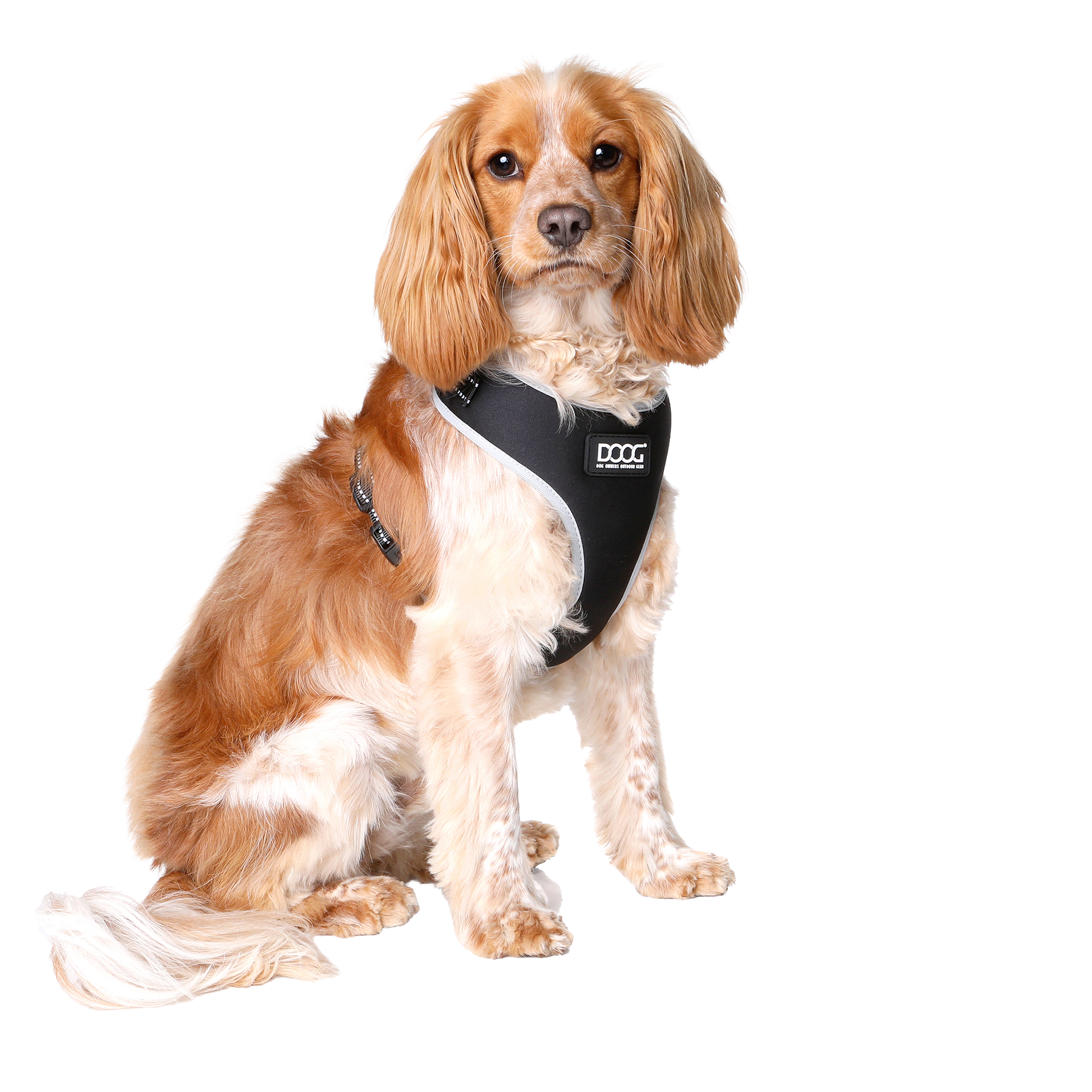 Lassie