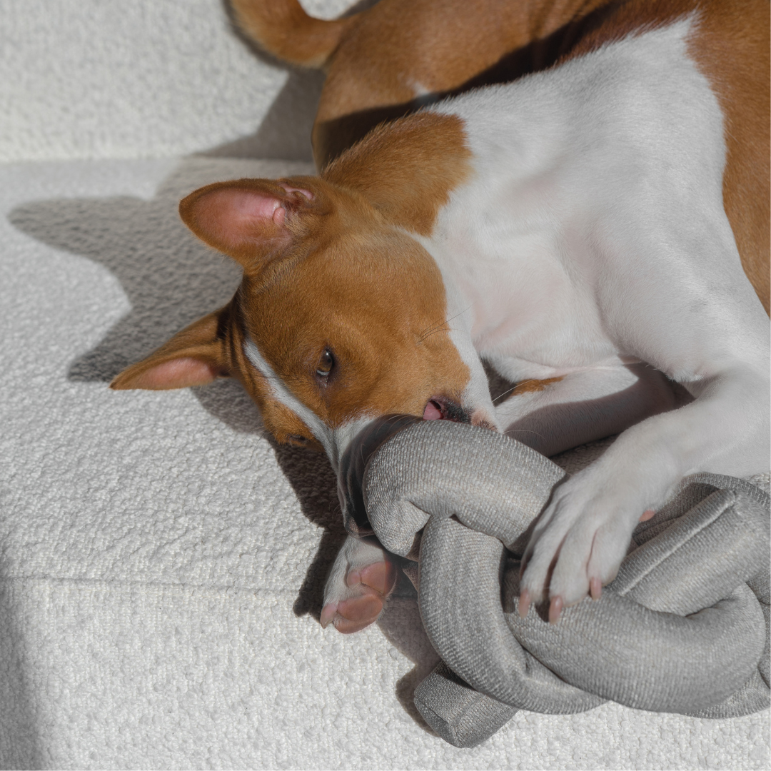 Lambwolf NOU Enrichment Toy | Crinkly + Nylon