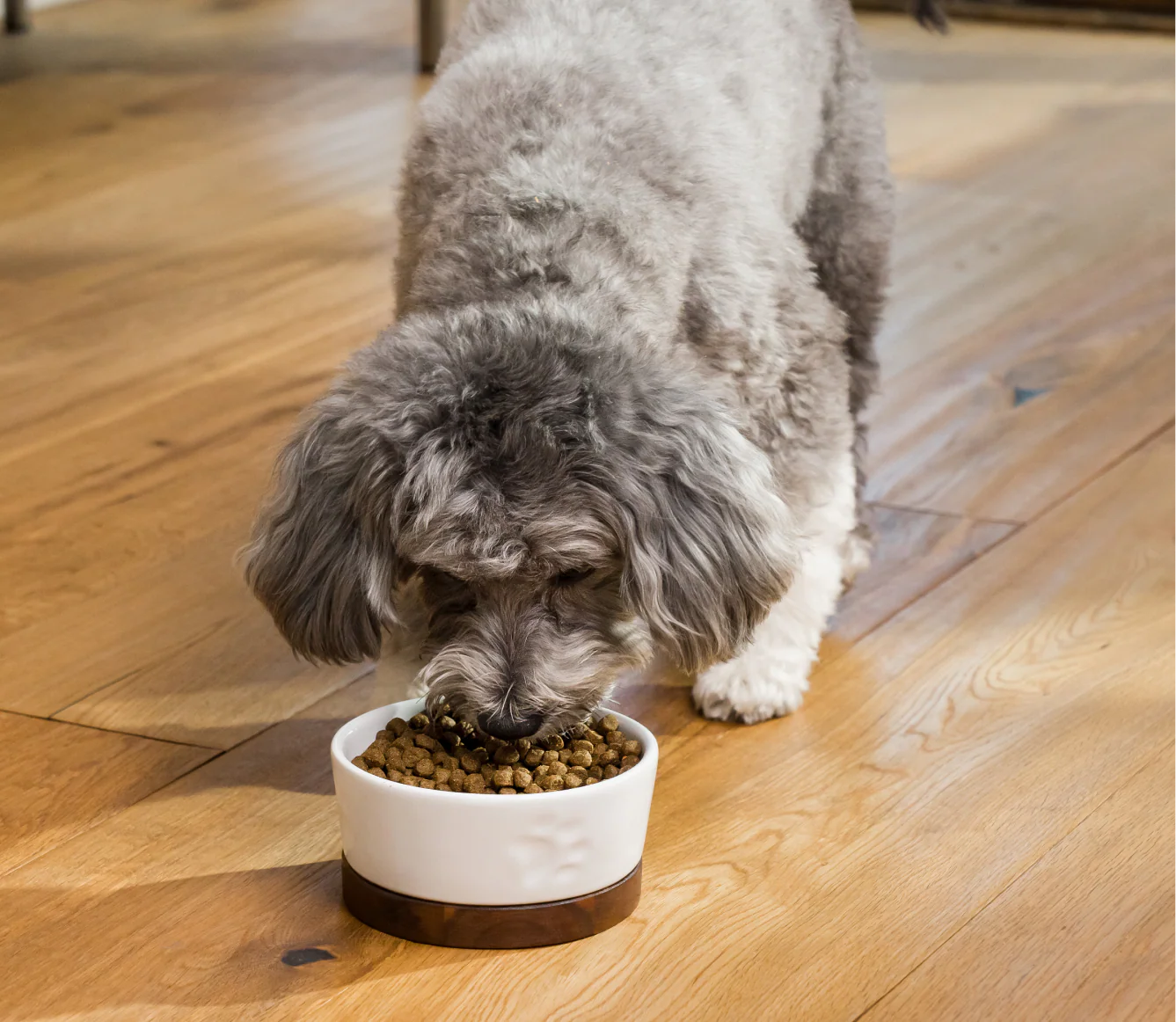 Pasture-Raised Lamb Grain-Free Kibble For Dogs