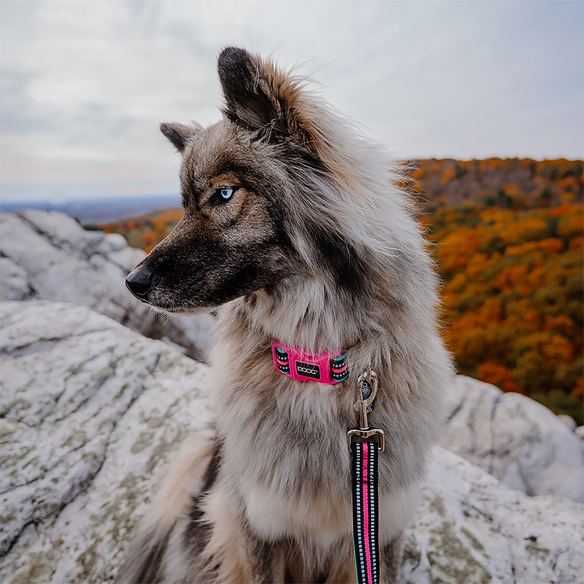 Neoprene Dog Leash