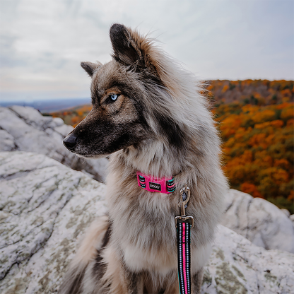Neoprene Dog Leash