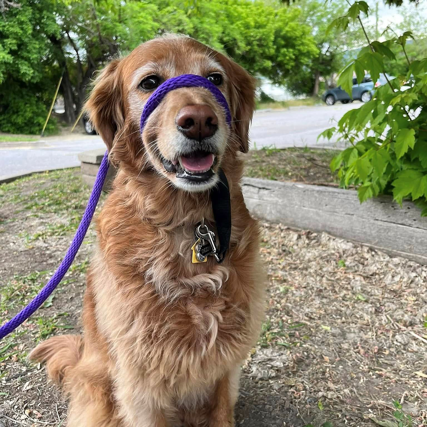 Purple