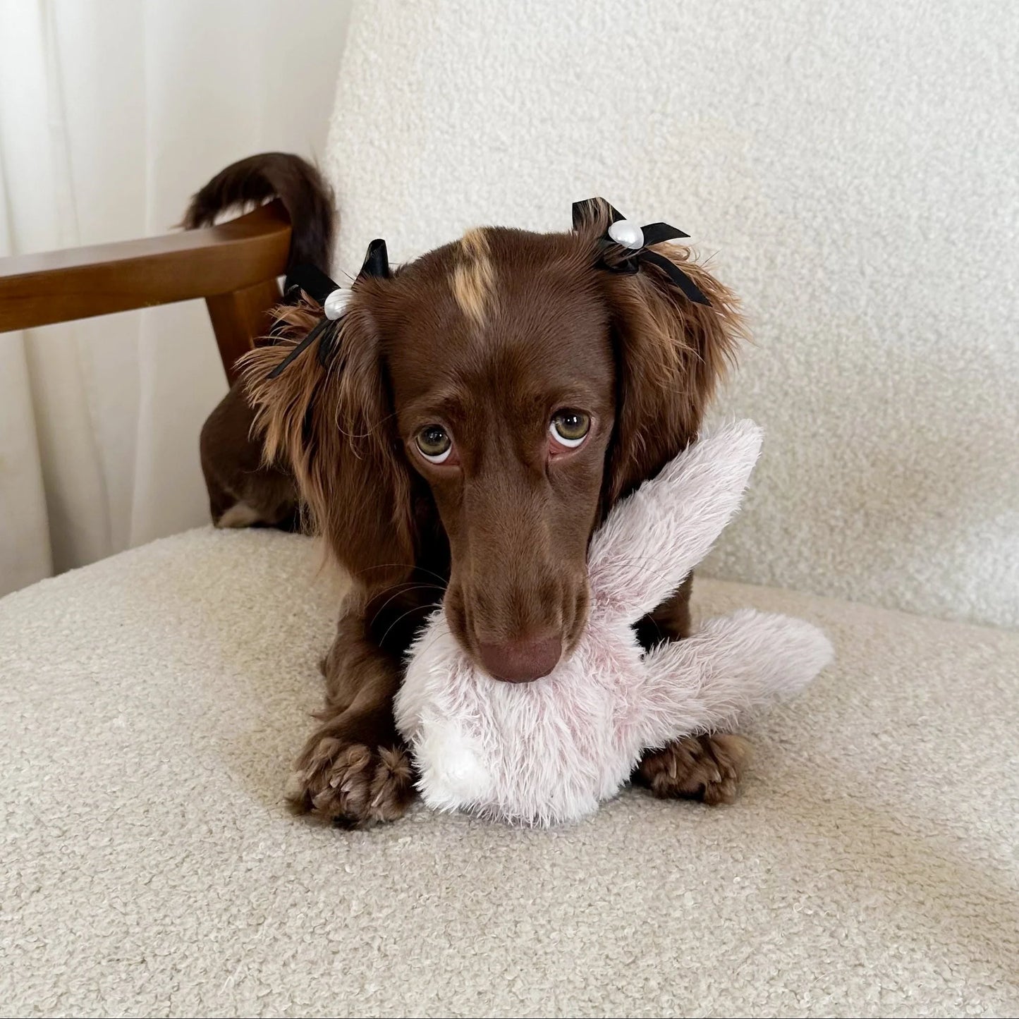 Lambwolf Bunny Pop | Bouncy Squeaky Toy