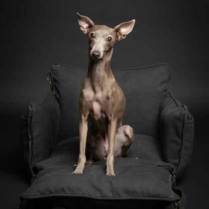 Noah & Paw Canvas Dog Car Seat