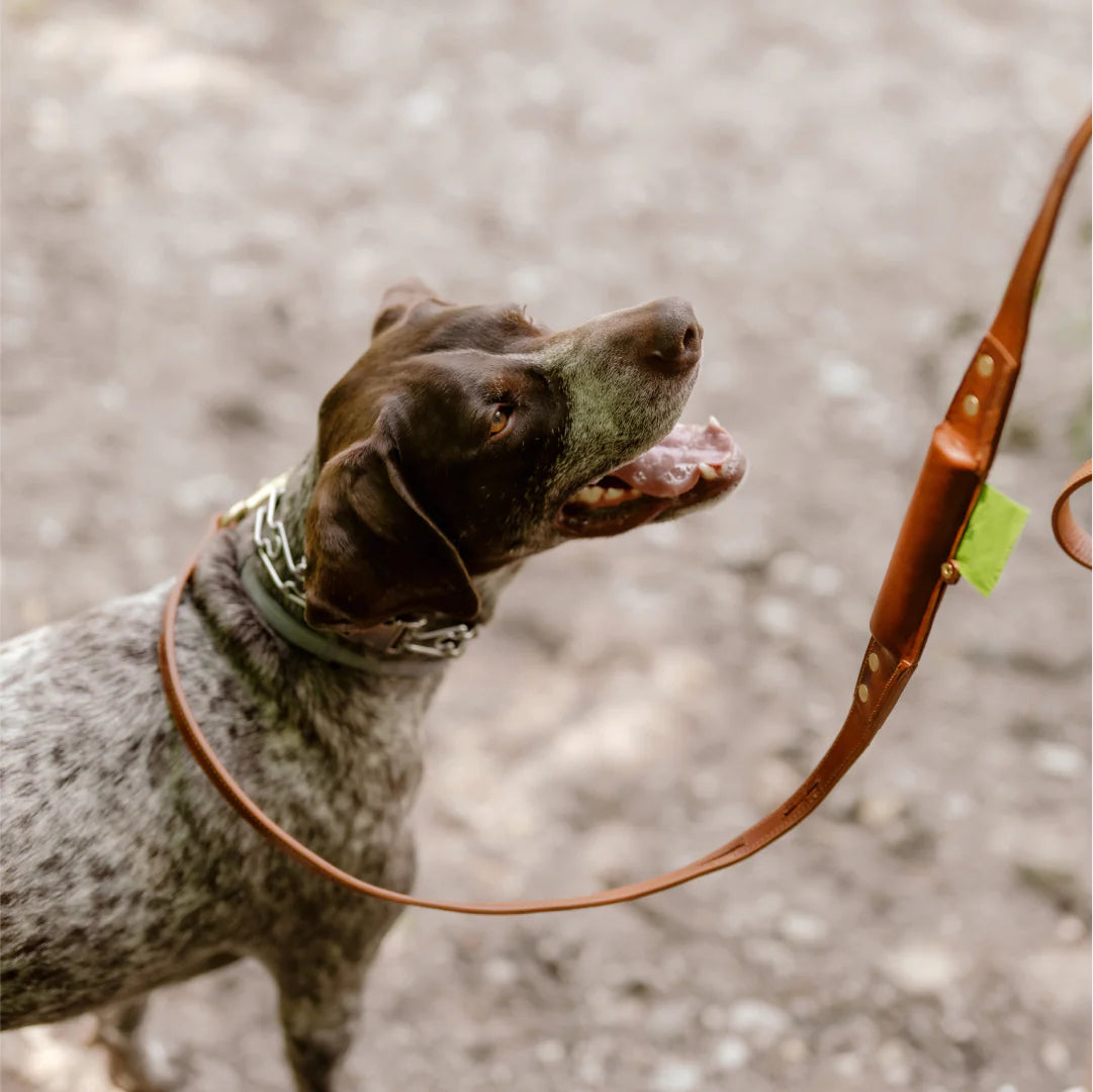 Edamame Pet Double Pod Leather Dog Leash
