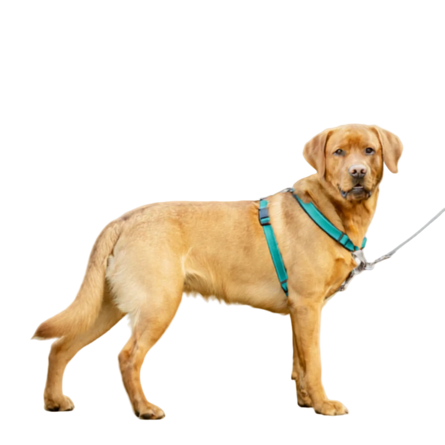 PetSafe Easy Walk® 3 in 1 Harness