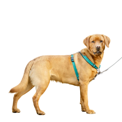 PetSafe Easy Walk® 3 in 1 Harness